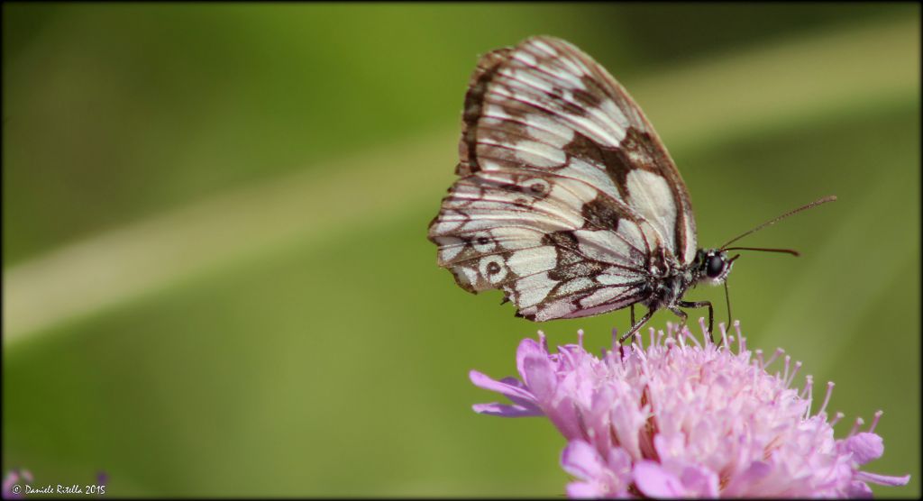 Richiesta identificazione - Melanargia galathea